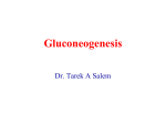 Gluconeogenesis by Dr Tarek