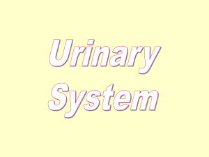 Urinary