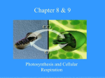 File chapter 8 & 9 cellular r