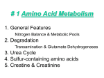 1 Amino Acid Metabolism