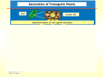 Generation of Transgenic Plants