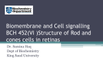 Structure of Rod and cones cells in retins - Home