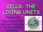 cells: The living units