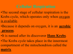 Cellular Respiration PP, page 2