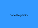 AP gene regulation