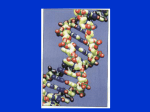DNA & Protein Synthesis Jeopardy - Warren Hills Regional School