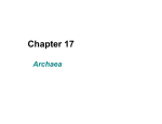 Archaea