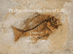 Systematics and Phylogeny