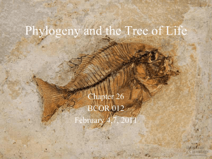 Systematics and Phylogeny