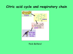 Citrátový cyklus a dýchací řetězec