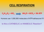 cell respiration wilk hl ibdp