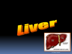 Liver