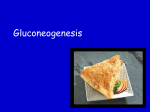 Gluconeogenesis Lecture
