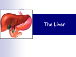 IB 3 Liver - susanpittinaro