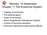 endocrine1