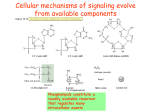 Phospholipid signaling