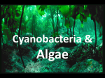 Cyanobacteria and Algae Chapters 13