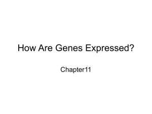 Gene Expression