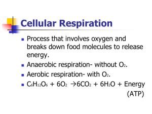 Cellular Respiration