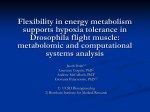 Flexibility in energy metabolism supports hypoxia tolerance in