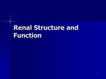 Renal Structure and Function Chap 15
