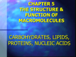 chapter 5 the structure & function of macromolecules