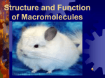 Structure and Function of Macromolecules