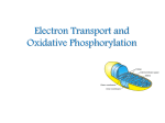 Electron Transport and Oxidative Phosphorylation