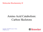 Amino Acid Catabolism: C