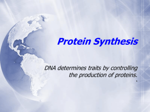 Protein Synthesis