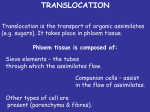 Phloem tissue is composed of