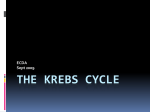 THE KREBS CYCLE