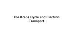 Kreb`s Cycle - greinerudsd