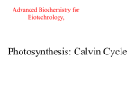 Calvin Cycle