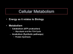 5 Metabolism - bloodhounds Incorporated