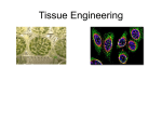 08.Tissue Engineering Animal Cells.web
