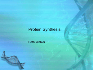 Protein Synthesis