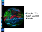 From Gene to Protein Protein Synthesis