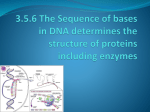 Protein synthesis