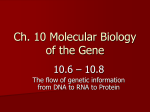 PowerPoint Presentation - Ch. 10 Molecular Biology of the Gene