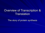 Overview of Transcription & Translation
