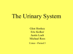 urinary.prez