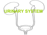 urinary system - Doctor Jade Main
