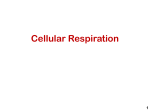 anaerobic respiration