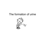 The formation of urine