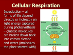 Cellular Respiration