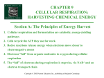 electron transport chain