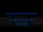PowerPoint Presentation - Chapter 8 Photosynthesis