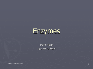 Enzymes - Land of Mayo