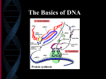 Basics of DNA